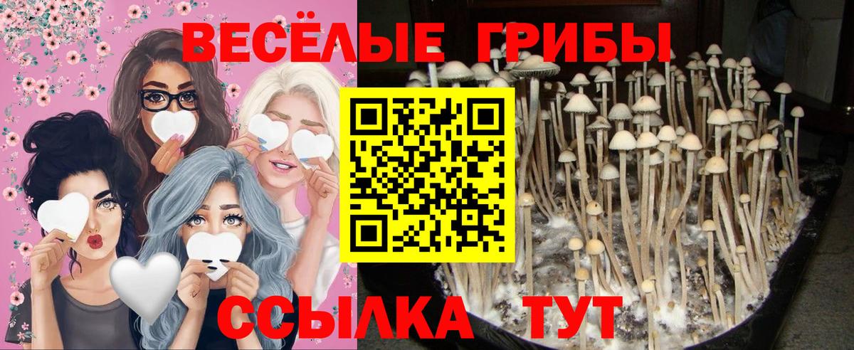 Псилоцибиновые грибы Psilocybe Трёхгорный